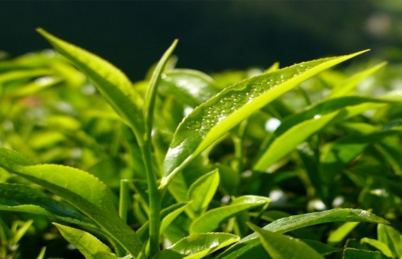 AgNext & Tea Research Association Set Up AI Excellence Center to Bring Tech Innovations & Sustainability in Tea Industry