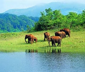 5 Amazing Wildlife Hotspots