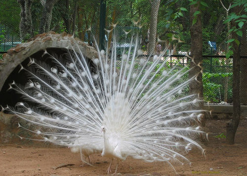 bannerghatta biological park bangalore